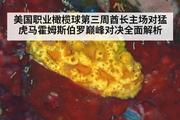 美国职业橄榄球第三周酋长主场对猛虎马霍姆斯伯罗巅峰对决全面解析